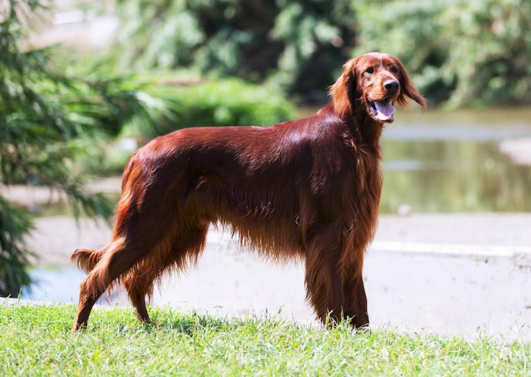 Parasitos caninos