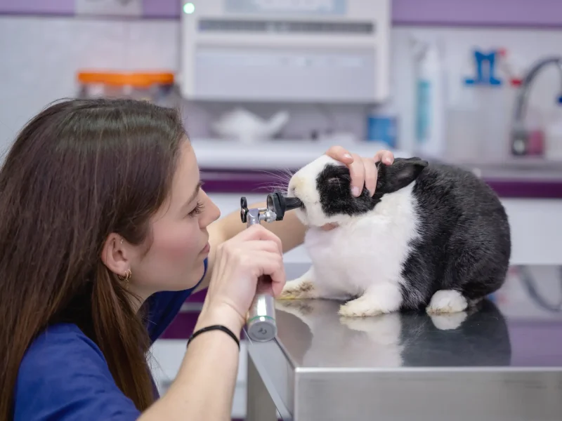 Medicina de animales exóticos en ArroyVet