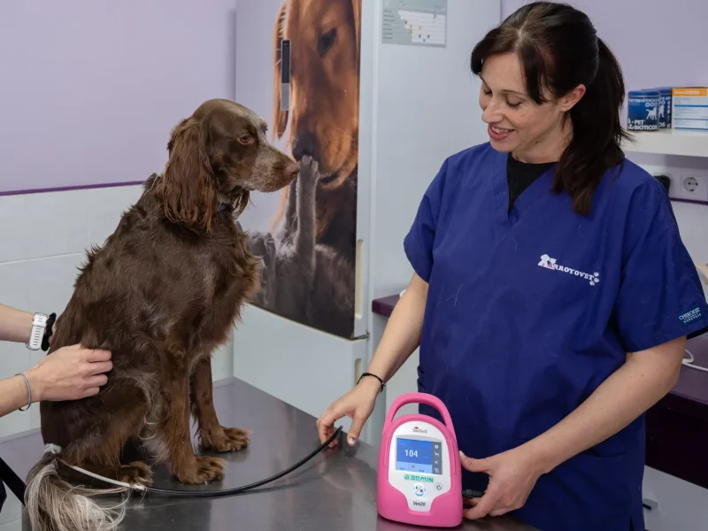 Medición presión arterial en Arroyovet