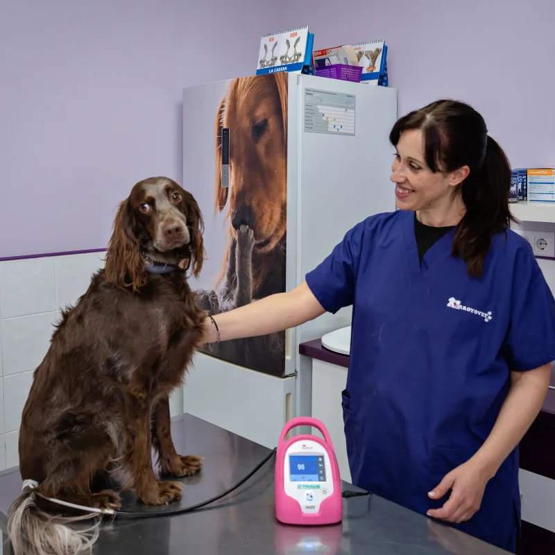 Medición presión arterial perro en ArroyVet
