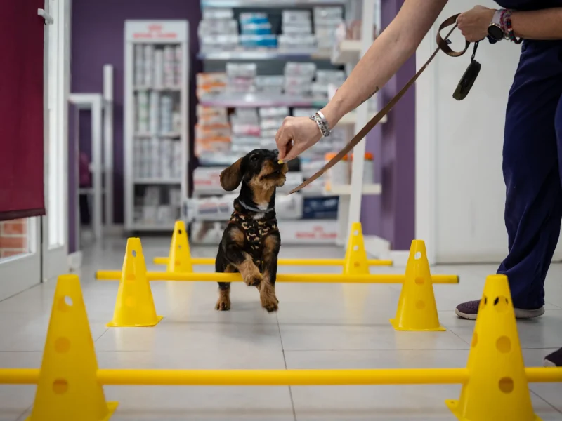 Rehabilitación y Fisioterapia en Arroyovet