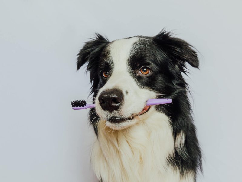 perro sostiene cepillo dientes en la boca