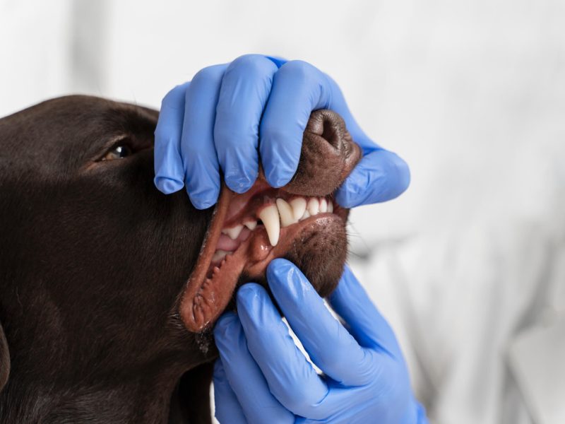 veterinario revisa la boca y dientes de un perro